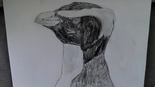 Drawing a Fiordland Penguin Timelapse [upl. by Ayekal369]