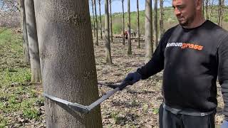 MATURITY CUTTING OF PAULOWNIA TREES  English Subtitle [upl. by Geminius232]