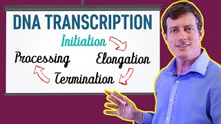 DNA Transcription Made EASY  Part 1 Initiation 🐣 [upl. by Brion]