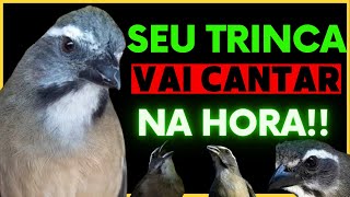 🔴 ESQUENTA TRINCA FERRO RÁPIDO💥 FAÇA SEU TRINCA FERRO CANTAR MUITO💥TRINCA FERRO CANTANDO [upl. by Nickolaus]