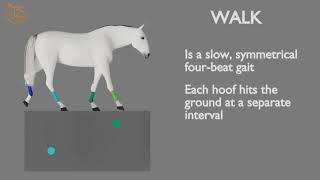 HORSE GAITS PART 01  WALK CYCLE ANALYSIS [upl. by Enneire407]