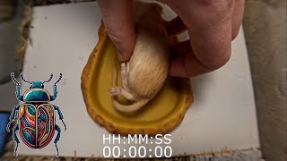 How Quickly Do The Flesheating Beetles Eat The Desert Rat Time Lapse [upl. by Jud984]