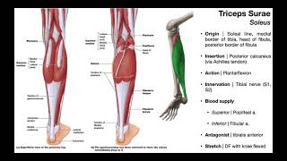 Triceps Surae Gastrocnemius amp Soleus and Plantaris  OINAs [upl. by Egerton701]