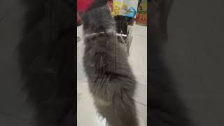 JOPLIN amp GEN 2 shorts cat cats catlover catvideos [upl. by Leiahtan]