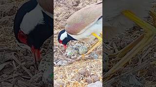 tatiri bird shaking eggs  red wattled lapwing [upl. by Torrence]