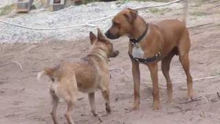 Aussie Cattle Dog vs Rhodesian Ridgeback [upl. by Pry]