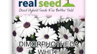 WHITE DIMORPHOTHECA SEED PACKET [upl. by Oribelle321]