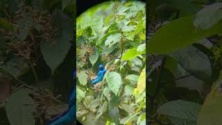 Lovely Cotinga wait until the end for better views [upl. by Aicirtac795]