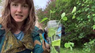 Saskatoon Berry Tree Propagation [upl. by Dante]