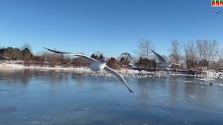 Winter at Bluffers Park [upl. by Fleece]