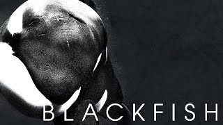 German Trailer  BLACKFISH 2013 Gabriela Cowperthwaite [upl. by Kasey]