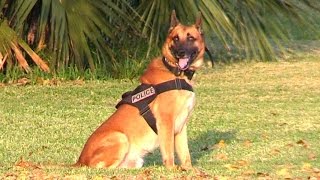 K9 Police Dogs  Attack And CALL BACK Training On Miami Beach [upl. by Ambrogio]