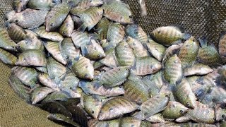 Fish Pond Harvest in Thiruvananthapuram Central Jail [upl. by Par]