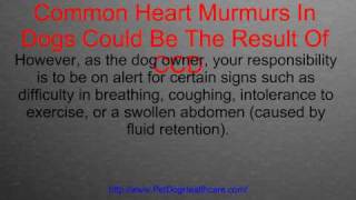 Canine Cardiac Disease How Common Heart Murmurs In Dogs Could Be The Result Of CCD [upl. by Tteve618]