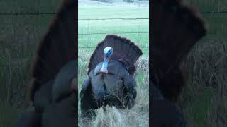 Turkeys Are Our Business And Business Is Good shorts turkeyhunting turkeys hunting bowhunting [upl. by Wilbur540]