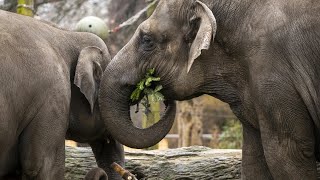 Hmmm Weihnachtsbäume Spaß für Zootiere in Berlin  AFP [upl. by Nosnar]