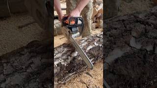 STIHL  MS 260 vs БЕРЕЗА [upl. by Robinet844]