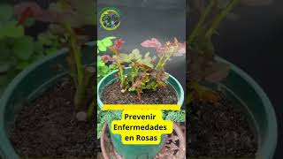 Cómo Prevenir Enfermedades en Rosas Guía Completa con Insecticida en Spray [upl. by Ddot431]