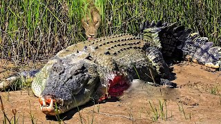 Tragic Scene Crocodile Meets Tragedy When Dare To Go Ashore To Fight With The Fierce Lions [upl. by Koby]