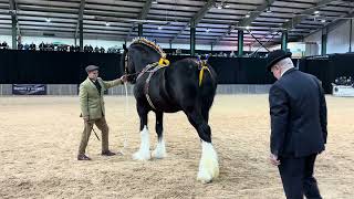 Shire Horse Show 2024 [upl. by Jilli]