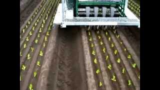 Automatic seedling planting machine on farm in Australia [upl. by Paine490]