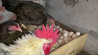 Hen Hatching 100 Chicken Eggs Harvesting 100 eggs to baby chicks [upl. by Wende74]