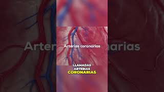 La Importancia de las Arterias Coronarias en la Salud del Corazón [upl. by Farika]