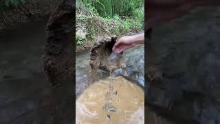 gold prospecting 2024 finding gold in sand gold prospecting for beginners [upl. by Ayita668]