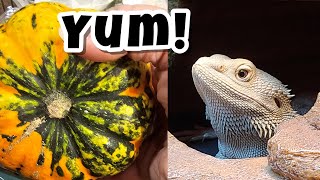 Squash prep and varieties for your Bearded Dragon [upl. by Gearard180]