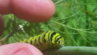 Swallowtail Caterpillar HORNS Defense Mechanism shorts [upl. by Paget]