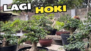 Review Bonsai Mas Reza [upl. by Calley]