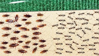 1000 Cockroaches Versus 1000 Ants Who Will Win [upl. by Orpha76]