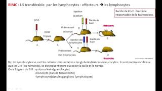 immunité les acteurs de limmunité spécifique RIMH et RIMC [upl. by Nellaf729]