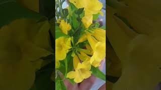 Beautiful yellow Bell flower 🌼 provincelife flowers bell bell [upl. by Nailliw]