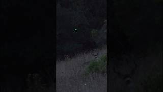 80 yard bomb on a rutting Blacktail archery hunting pushthelimits [upl. by Eiramyelhsa425]