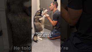 Comforting our sad dog while we move dogs dog husky dogshorts huskies [upl. by Airoled]