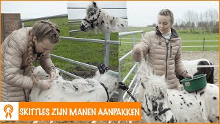 Mijn eerste hengstenvlecht proberen  PaardenpraatTV [upl. by Maurilia]