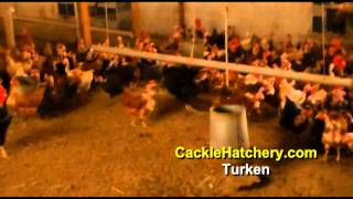 Turken Naked Neck Chicken Breed Breeder Flock  Cackle Hatchery [upl. by Bertold559]