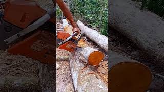 Mahogany tree cutting [upl. by Naamana]