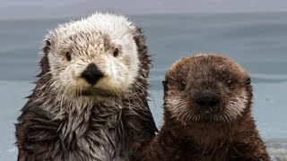 The Fantastic Fur of Sea Otters  Deep Look [upl. by Flessel]