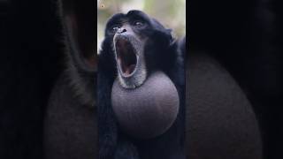 Siamang Gibbons Sounds [upl. by Nyral]