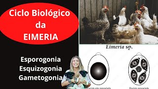 Ciclo Biológico da EIMERIA Esporogonia Esquizogonia e Gametogonia [upl. by Gautious]