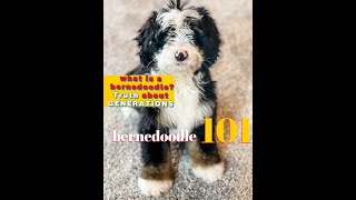 What is a bernedoodle Bernedoodle 101 learn the TRUTH about the generations [upl. by Casilda972]