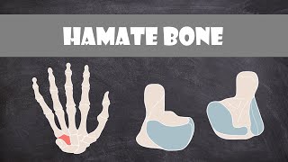 Hamate Bone  Anatomy [upl. by Hazlett869]