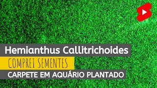 Aquário Nano Plantado Carpete  Sementes de Callitriche SHORTS [upl. by Ennahs]