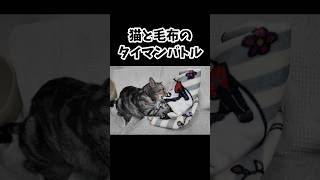 【猫動画】猫と毛布のタイマンバトル cat 猫 shorts [upl. by Storer]