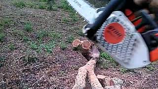 STIHL MS 150 TC  E [upl. by Alletneuq50]