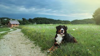 Bernese Mountain Dog Puppies Care and Training [upl. by Sachiko]