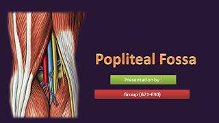 Popliteal Fossa Presentation by Group [upl. by Beatriz]