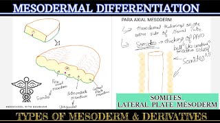 GENERAL EMBROLOGY  MESODERMAL DIFFERENTIATION  Types of MESODERM [upl. by Pentha965]